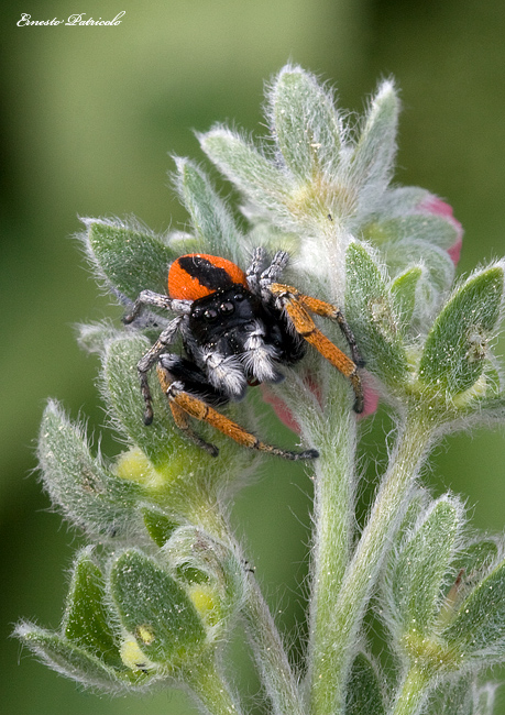 Philaeus chrysops